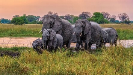 12 Day Botswana, South Africa & Zambia (Tauck)