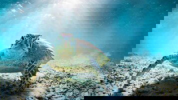 16 Day Hidden Galapagos & Peru (Tauck)