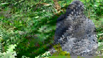 16 Day Mountain Gorilla Safari: Kenya, Tanzania & Rwanda (Tauck)