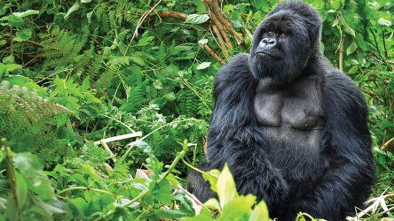 16 Day Mountain Gorilla Safari: Kenya, Tanzania & Rwanda (Tauck)