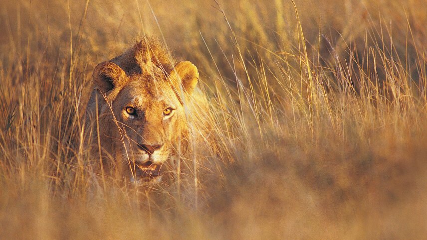 Kenya & Tanzania: A Classic Safari