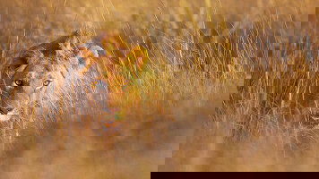 13 Day Kenya & Tanzania: A Classic Safari (Tauck)