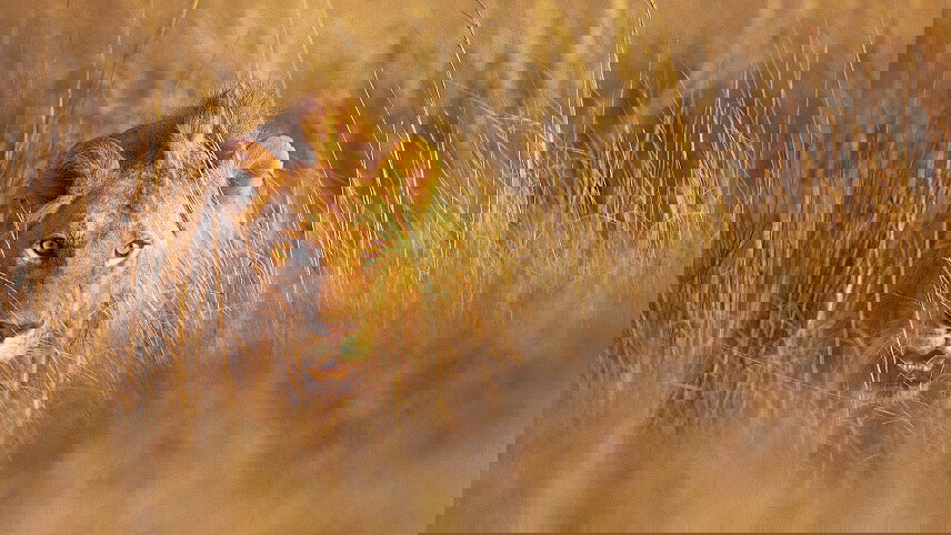 Kenya & Tanzania: A Classic Safari