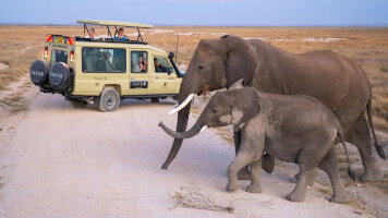 13 Day Kenya & Tanzania: A Classic Safari (Tauck)