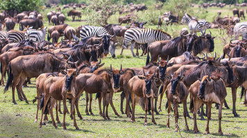 10 Day Great Migration: Tanzania & Kenya (Tauck)