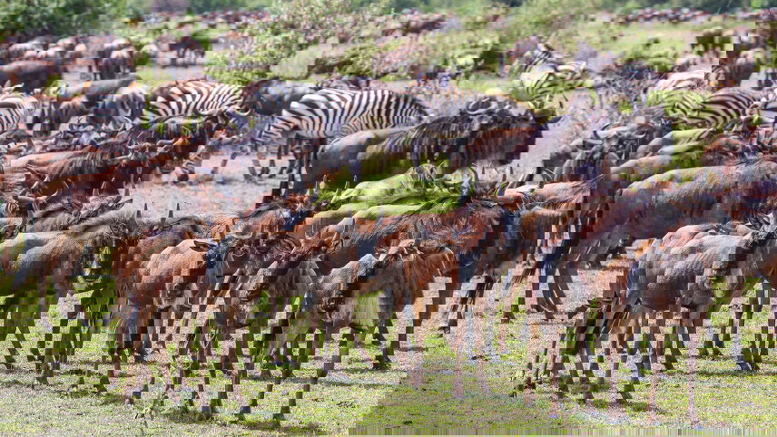 Great Migration: Tanzania & Kenya