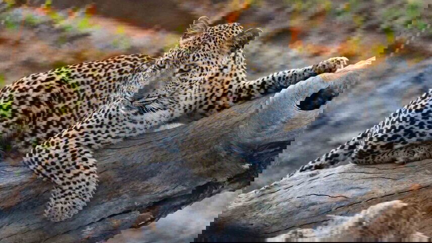 South Africa: An Elegant Adventure