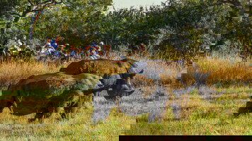 12 Day Wildlife Odyssey: South Africa, Botswana & Zimbabwe (Tauck)