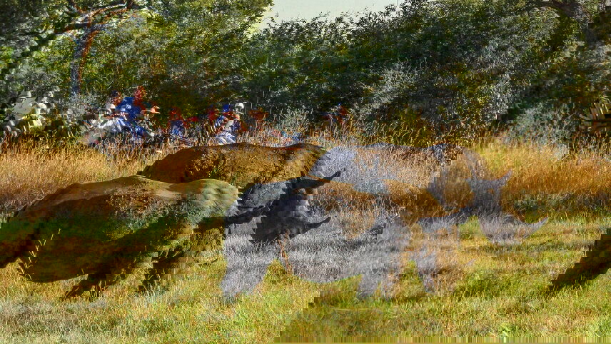 Wildlife Odyssey: South Africa, Botswana & Zimbabwe