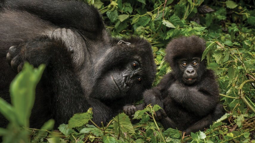 Mountain Gorilla Safari: Tanzania, Zanzibar & Rwanda