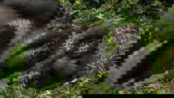 13 Day Mountain Gorilla Safari: Tanzania, Zanzibar & Rwanda (Tauck)