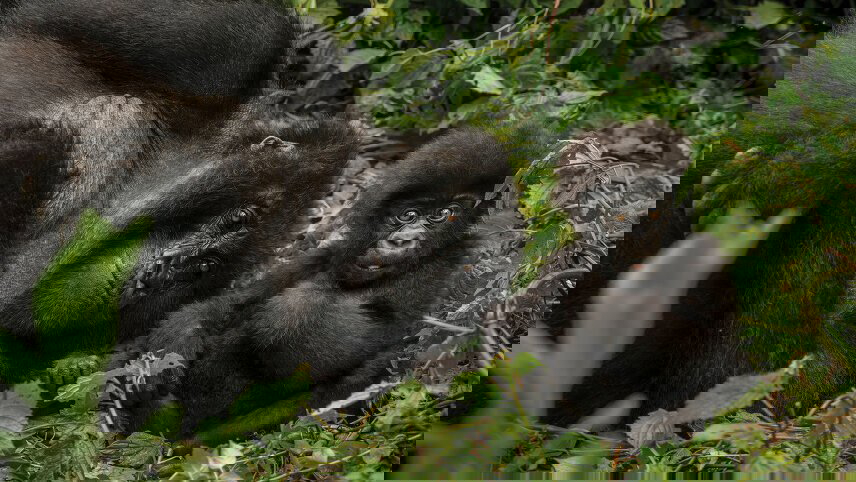 Mountain Gorilla Safari: Tanzania, Zanzibar & Rwanda