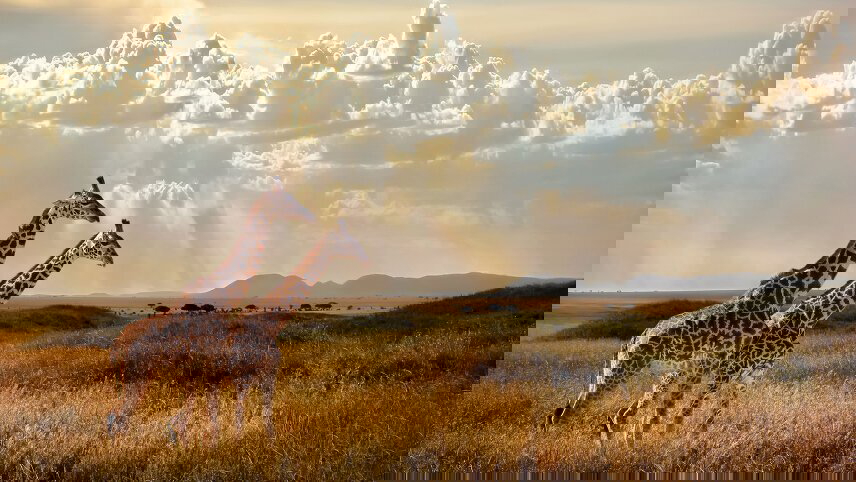 Tanzania: Serengeti to Zanzibar