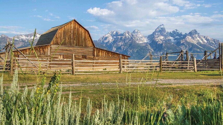 Yellowstone & the Tetons: American Safari