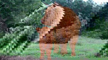 8 Day The Legends of Scotland (Tauck)