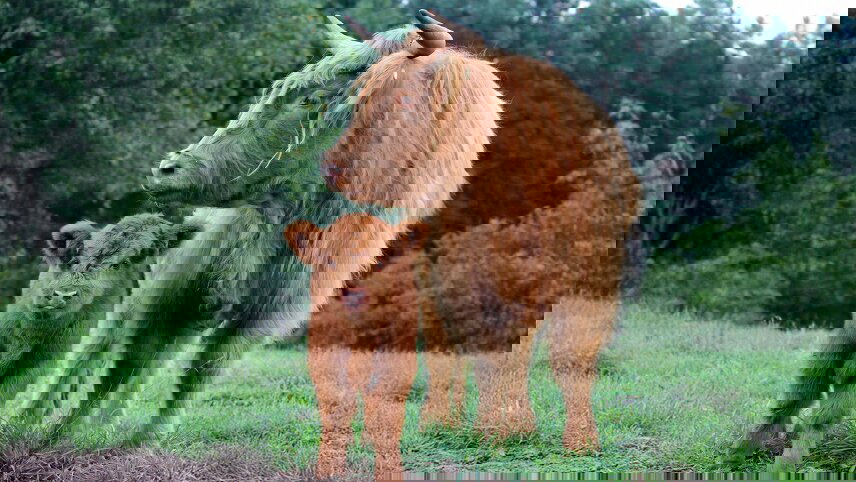 The Legends of Scotland