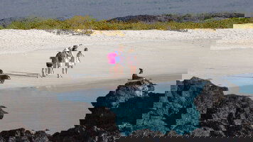 8 Day Galapagos: Wildlife Wonderland (Tauck)