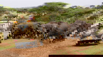 10 Day Tanzania: A Grand Family Safari (Tauck)