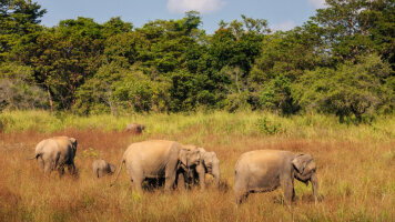13 Day Sri Lanka: Safari & Shorelines (Topdeck)