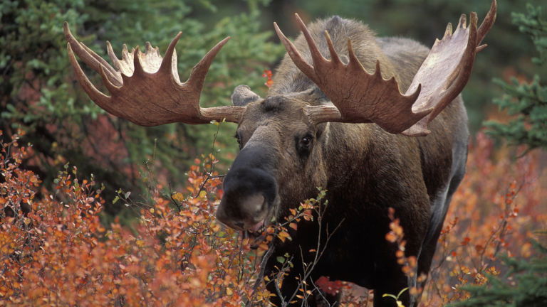 Moose in Denali National Park, Alaska, captured on tour with Trafalgar
