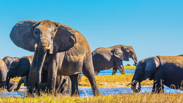 Trafalgar Africa Leopard Cubs Trafalgar Africa Leopard Cubs