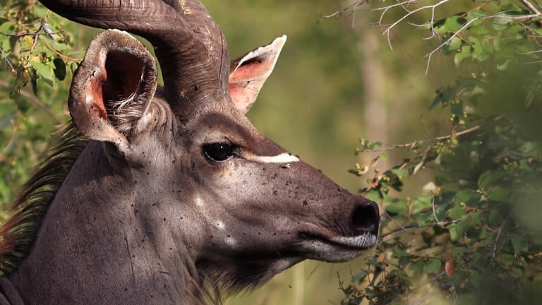 Essence of South Africa