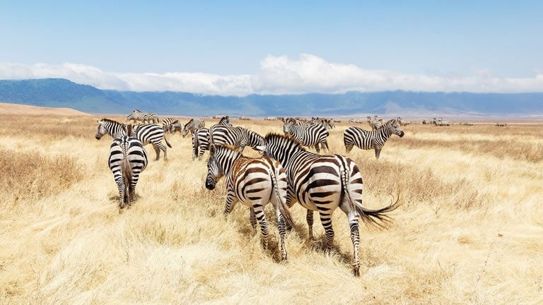 Discover The Real Africa with Trafalgar!