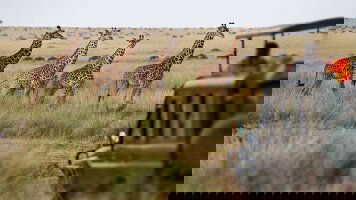 10 Day Essence of South Africa (Trafalgar)