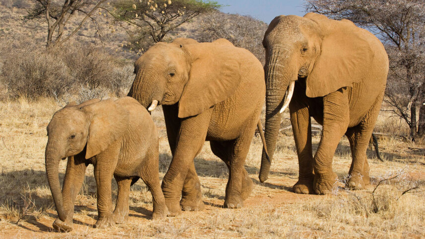 Wonders of Kenya