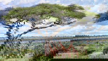 14 Day Kenya & Tanzania Safari Adventure (Trafalgar)