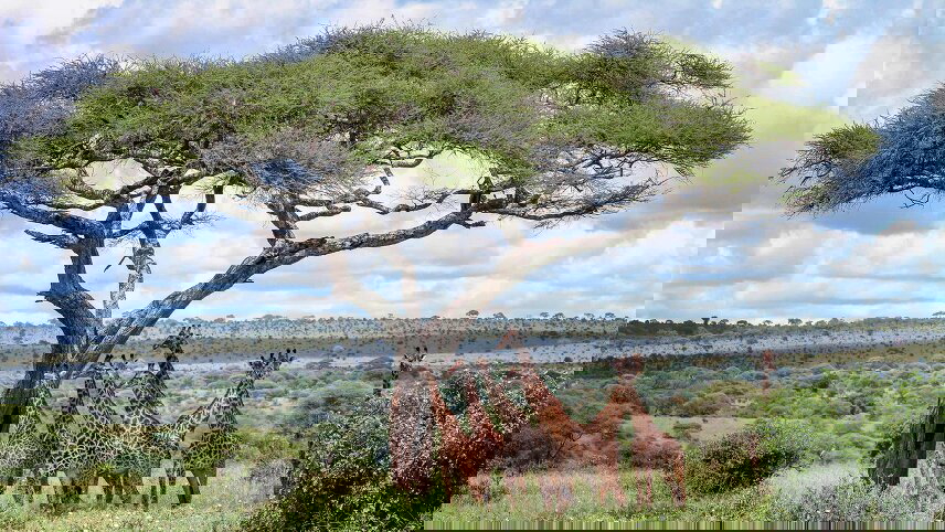 Kenya & Tanzania Safari Adventure