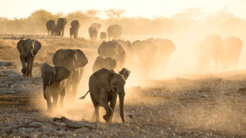 15 Day Best of South Africa (Trafalgar)