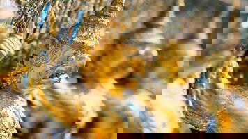 11 Day Treasures of Thailand (Trafalgar)