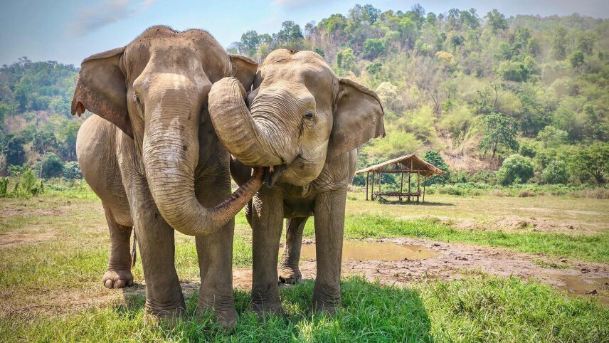 Treasures of Thailand