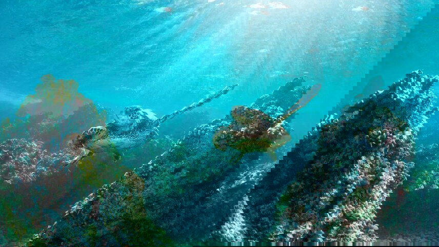 Hawaiian Discovery (First Class)