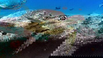 13 Day Hawaii Four Island Adventure (Premier) (Trafalgar)