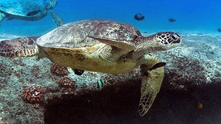 13 Day Hawaii Four Island Adventure (Premier) (Trafalgar)