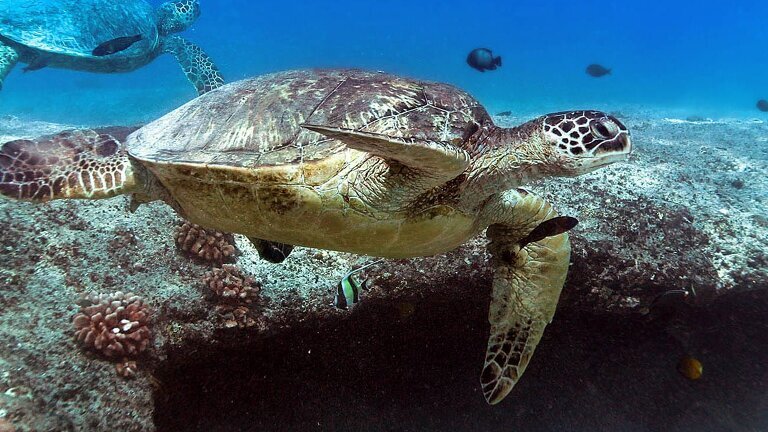 Hawaii Four Island Adventure (Premier)