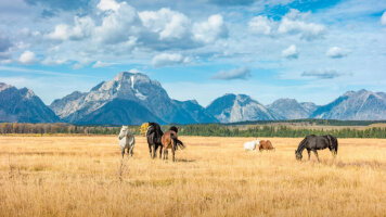 8 Day Yellowstone and Big Sky Country (Trafalgar)
