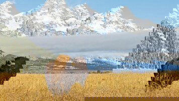 9 Day National Park Wonders with Black Hills Pow Wow (Trafalgar)