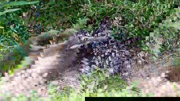 5 Day Southern Capitals - City Meets Bush (Trafalgar)