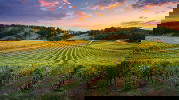 11 Day Tastes of Southern Australia (Trafalgar)