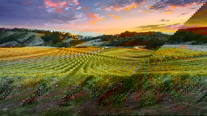 Tastes of Southern Australia