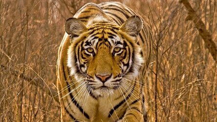 12 Day Golden Triangle and the Tigers of Ranthambore with Nepal (Trafalgar)