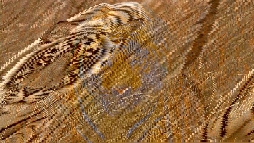 Golden Triangle and the Tigers of Ranthambore