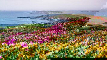 14 Day Amazing Ireland (Trafalgar)