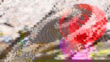 11 Day Classic Japan (Trafalgar)