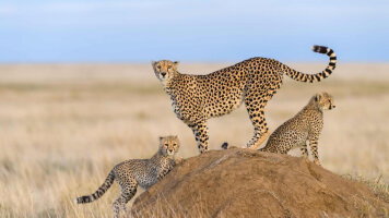 12 Day Wonders of Kenya with Zanzibar Island (Trafalgar)