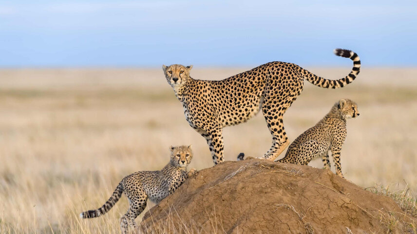 Wonders of Kenya with Zanzibar Island
