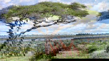 17 Day Kenya & Tanzania Safari Adventure with Zanzibar (Trafalgar)